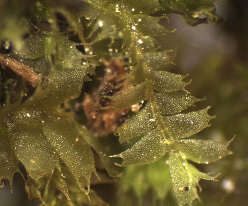 Heteroscyphus triacanthus, photographed by John Steel
