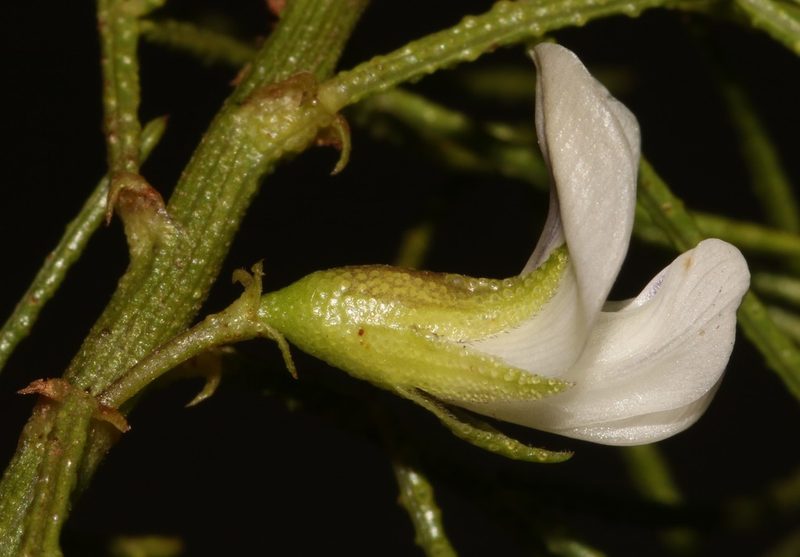 Psoralea papillosa, photographed by Brian du Preez