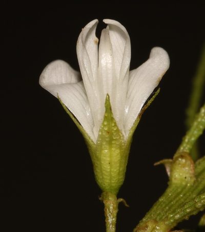 Psoralea papillosa, photographed by Brian du Preez
