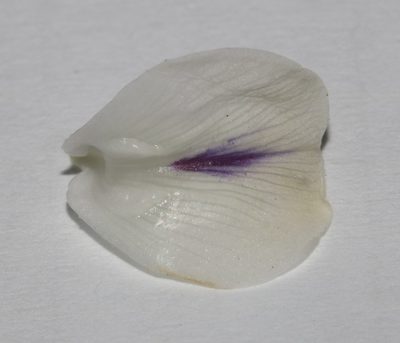 Psoralea papillosa, photographed by Brian du Preez