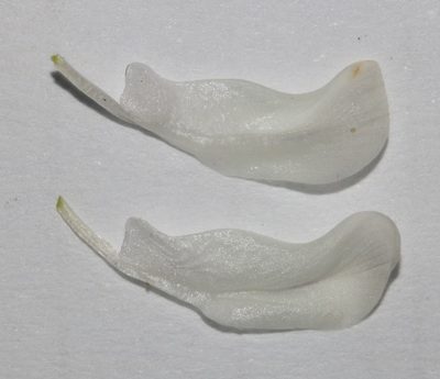 Psoralea papillosa, photographed by Brian du Preez