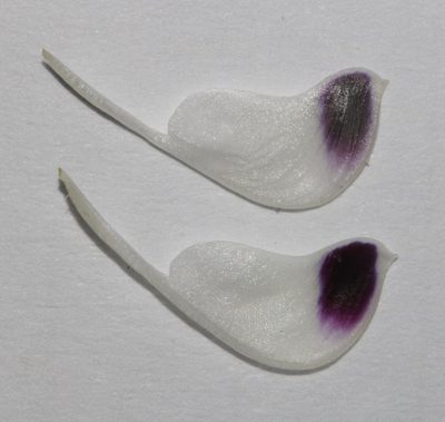 Psoralea papillosa, photographed by Brian du Preez