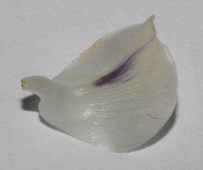 Psoralea papillosa, photographed by Brian du Preez