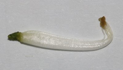 Psoralea papillosa, photographed by Brian du Preez