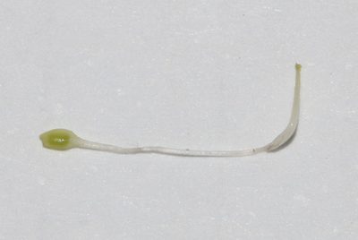 Psoralea papillosa, photographed by Brian du Preez