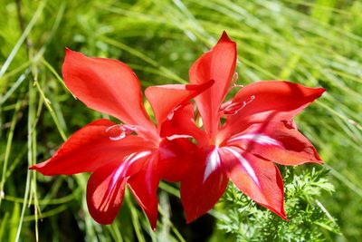 Gladiolus sempervirens, photographed by Rebecca Ryen-Stols