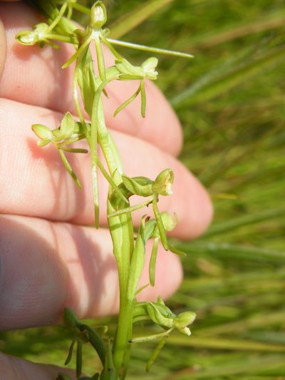 Habenaria filicornis, photographed by Antoinette Eyssell Knox