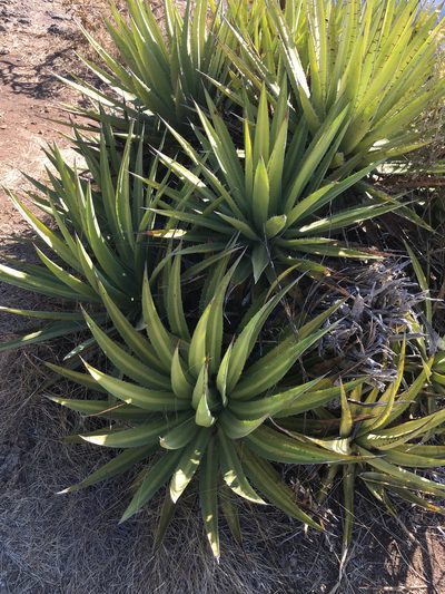 Agave ghiesbreghtii, photographed by Alan Weakley