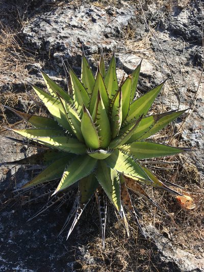 Agave kerchovei, photographed by Alan Weakley