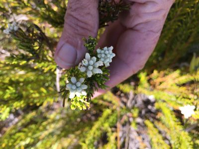 Phylica imberbis, photographed by Caroline Voget