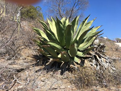 Agave marmorata, photographed by Alan Weakley