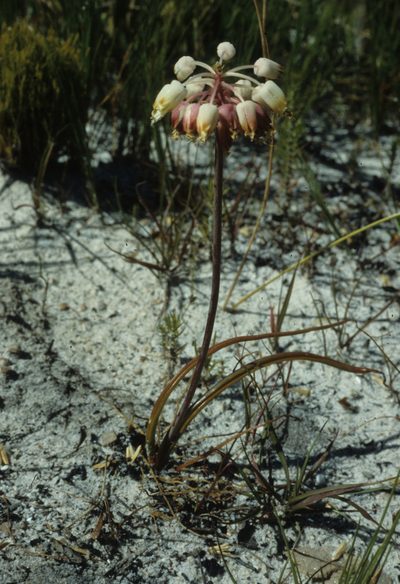 Lachenalia montana, photographed by Tom Lloyd Evans