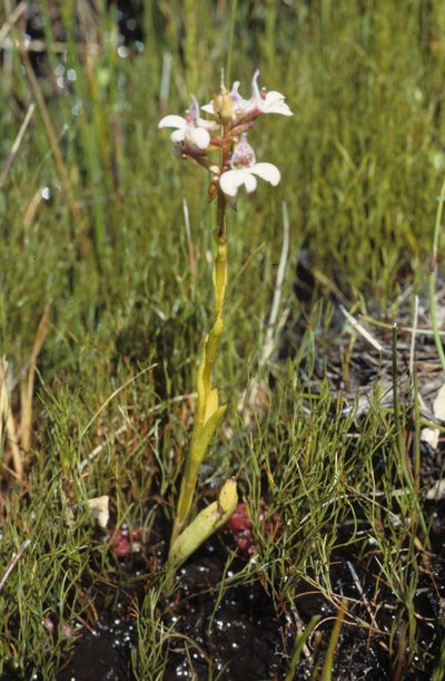 Satyrium rhynchanthum, photographed by Tom Lloyd Evans