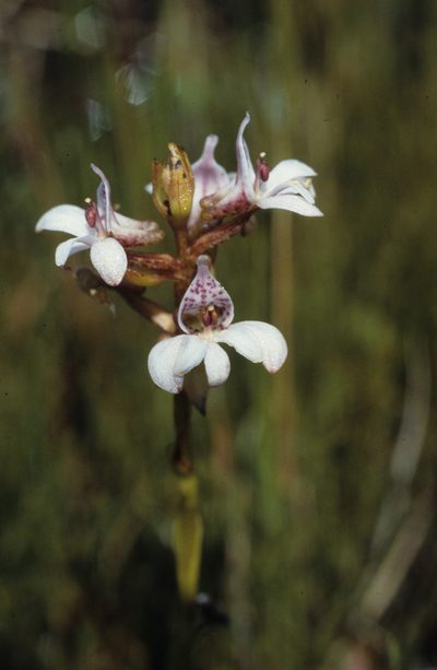Satyrium rhynchanthum, photographed by Tom Lloyd Evans