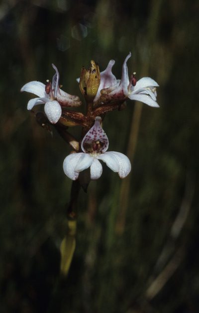 Satyrium rhynchanthum, photographed by Tom Lloyd Evans
