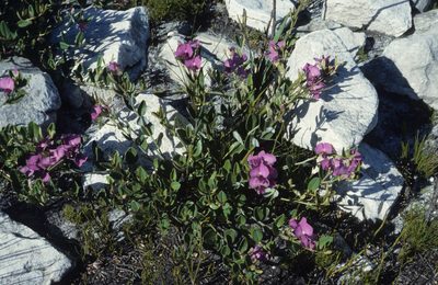 Podalyria oleifolia, photographed by Tom Lloyd Evans
