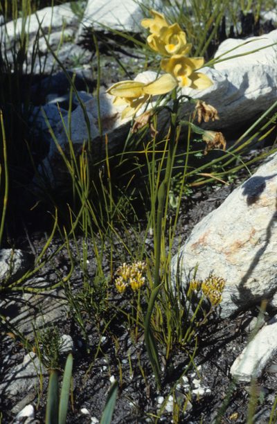 Eulophia tabularis, photographed by Tom Lloyd Evans