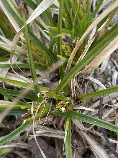 Carex reznicekii, photographed by Alan Weakley