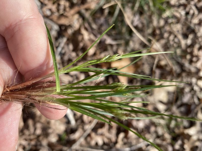 Carex reznicekii, photographed by Alan Weakley