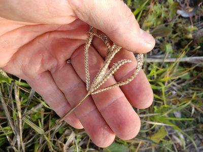 Stapfochloa ciliata, photographed by Cleveland Powell