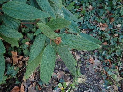 Viburnum rhytidophyllum, photographed by Alexis Tinker-Tsavalas