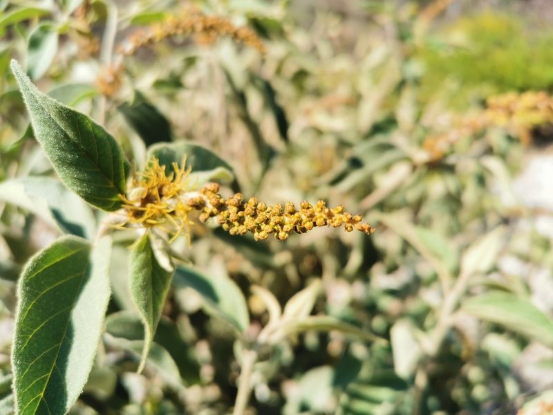 Croton adspersus, photographed by Juan Carlos Pérez Magaña