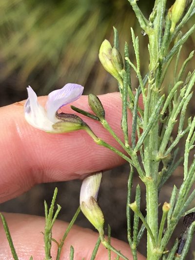 Psoralea forbesiae, photographed by Dave U