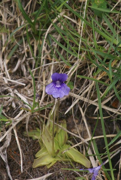 Pinguicula grandiflora, photographed by Ina Siebert