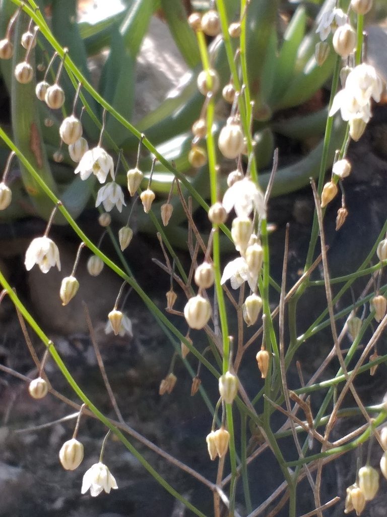 Schizobasis sigmoidea, photographed by kevin koen
