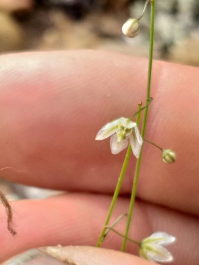 Schizobasis sigmoidea, photographed by kevin koen