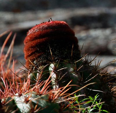 Melocactus ernestii, photographed by Arne Holgersson
