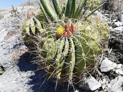 Ferocactus echidne, photographed by Sandino Guerrero