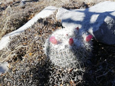 Mammillaria parkinsonii, photographed by Sandino Guerrero