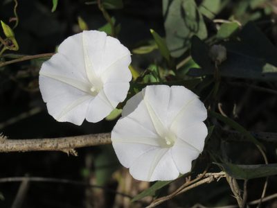 Ipomoea puncticulata, photographed by Alexis López Hernández