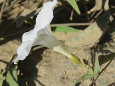Ipomoea puncticulata, photographed by Alexis López Hernández