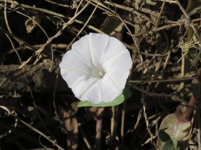 Ipomoea puncticulata, photographed by Alexis López Hernández