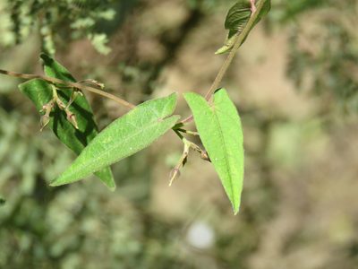 Ipomoea puncticulata, photographed by Alexis López Hernández