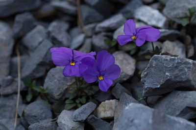 Viola cenisia, photographed by Claude Kolwelter