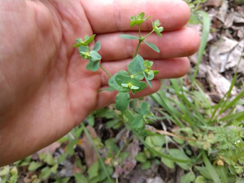 Euphorbia helleri, photographed by Cleveland Powell