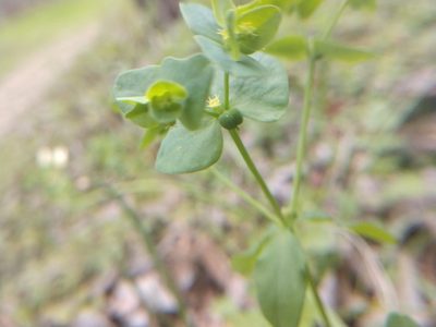 Euphorbia helleri, photographed by Cleveland Powell
