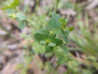 Euphorbia helleri, photographed by Cleveland Powell