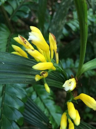 Corymborkis flava, photographed by B. Phalan