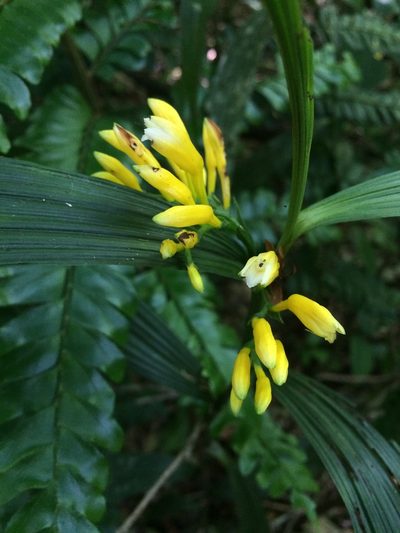 Corymborkis flava, photographed by B. Phalan