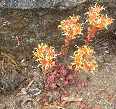 Sedum rupicola, photographed by John Brew
