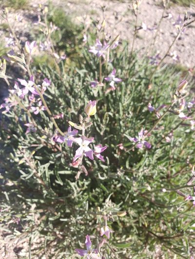 Matthiola longipetala, photographed by Eliseo D Moreno