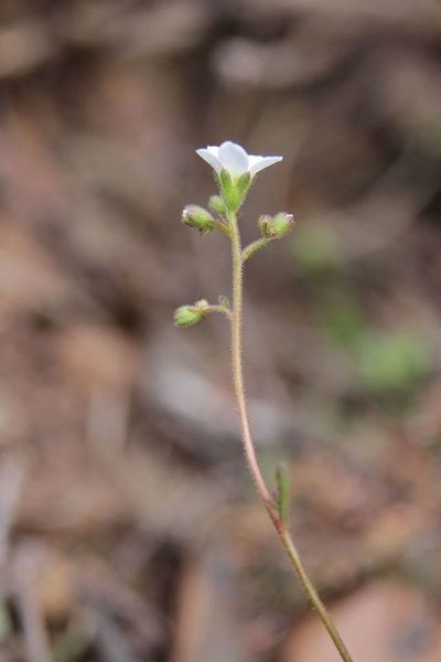 Saxifraga globulifera, photographed by Olivier Argagnon