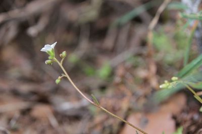 Saxifraga globulifera, photographed by Olivier Argagnon
