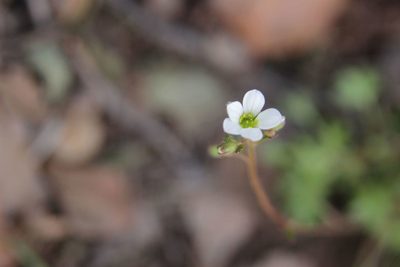 Saxifraga globulifera, photographed by Olivier Argagnon