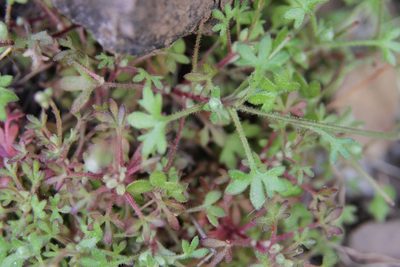 Saxifraga globulifera, photographed by Olivier Argagnon