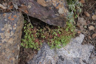 Saxifraga globulifera, photographed by Olivier Argagnon